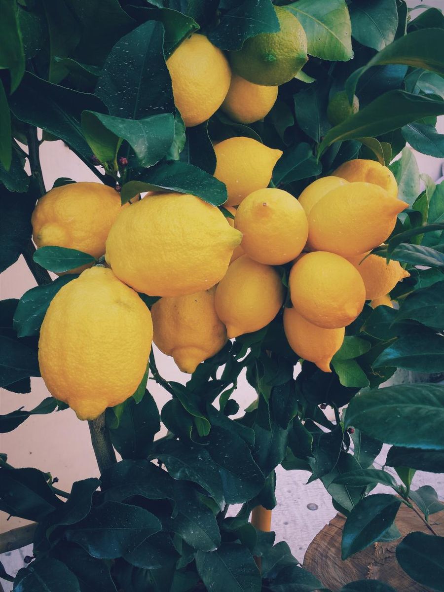 Une branche de citronnier chargée de fruits